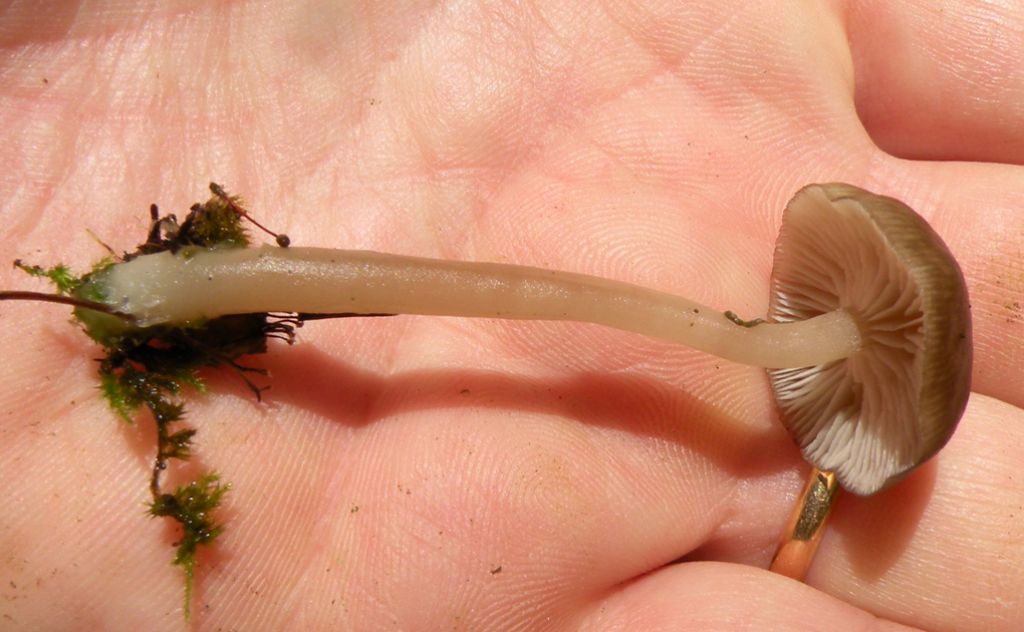 Tra muschio e licheni